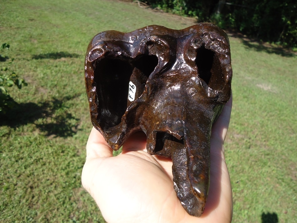 Large image 6 Whopper High Quality Mastodon Tooth