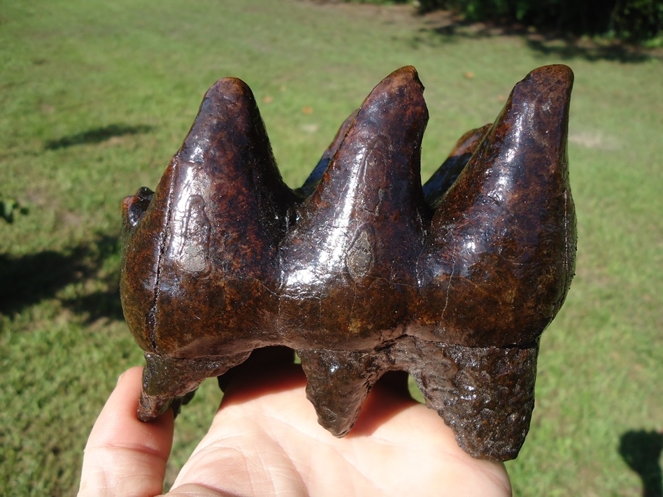 Large image 1 Awesome Three-Hump Mastodon Tooth