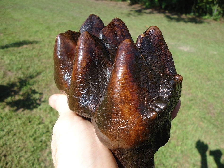 Large image 2 Awesome Three-Hump Mastodon Tooth