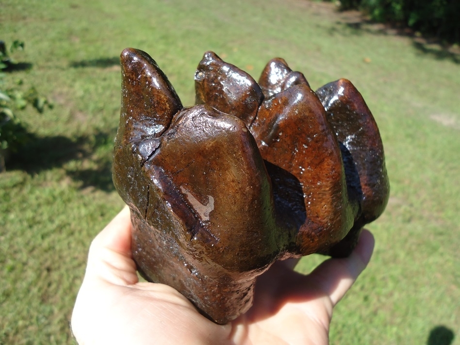 Large image 3 Awesome Three-Hump Mastodon Tooth