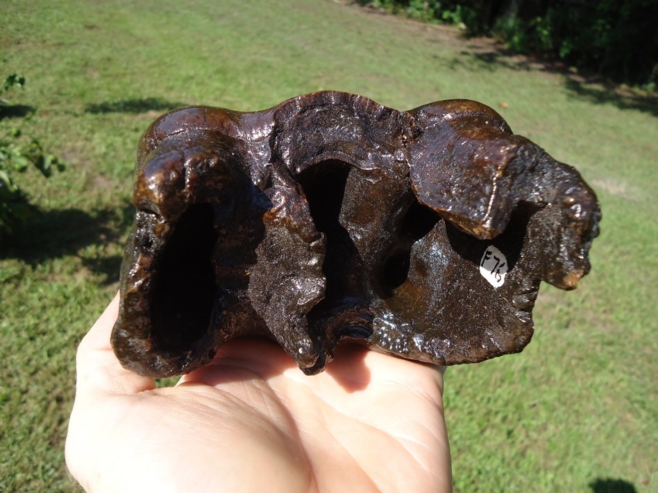 Large image 5 Awesome Three-Hump Mastodon Tooth