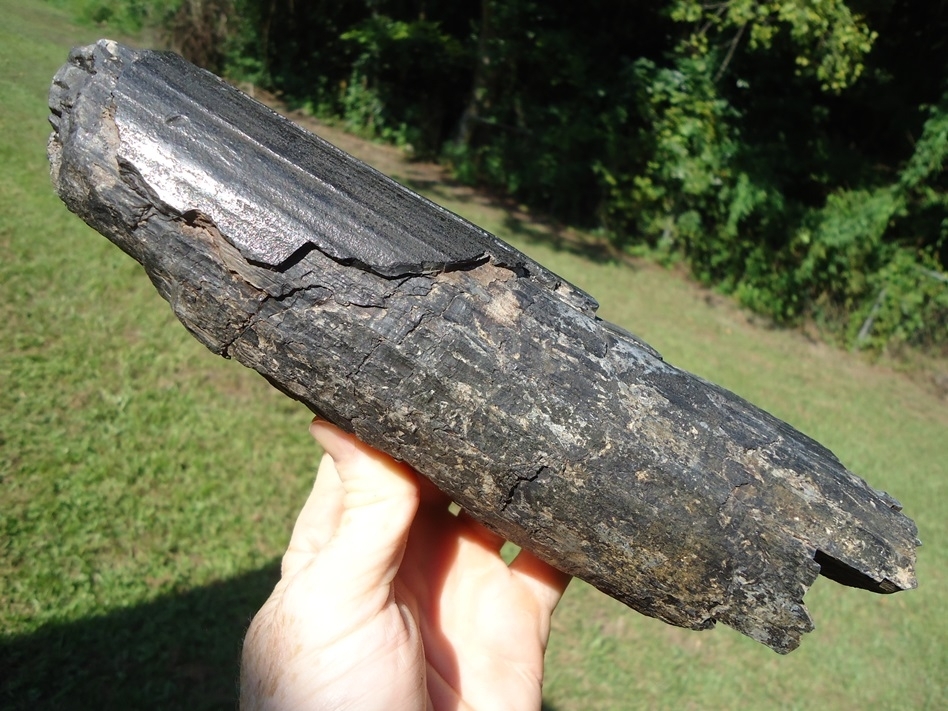 Large image 1 Large Section of Mastodon Tusk