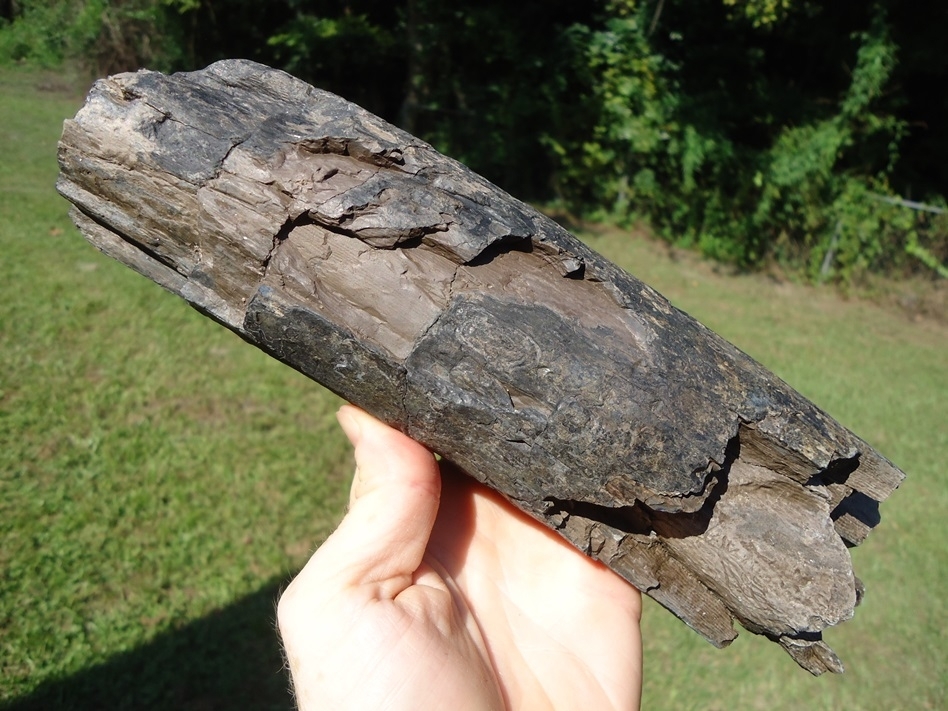 Large image 2 Large Section of Mastodon Tusk