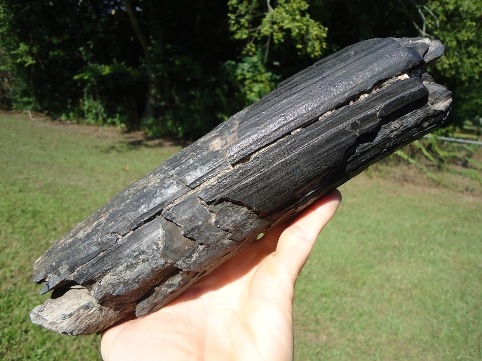 Large image 5 Large Section of Mastodon Tusk