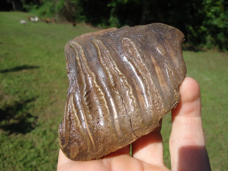 Large image 1 Gorgeous Mammoth Spit Tooth