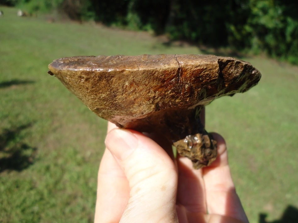 Large image 2 Gorgeous Mammoth Spit Tooth