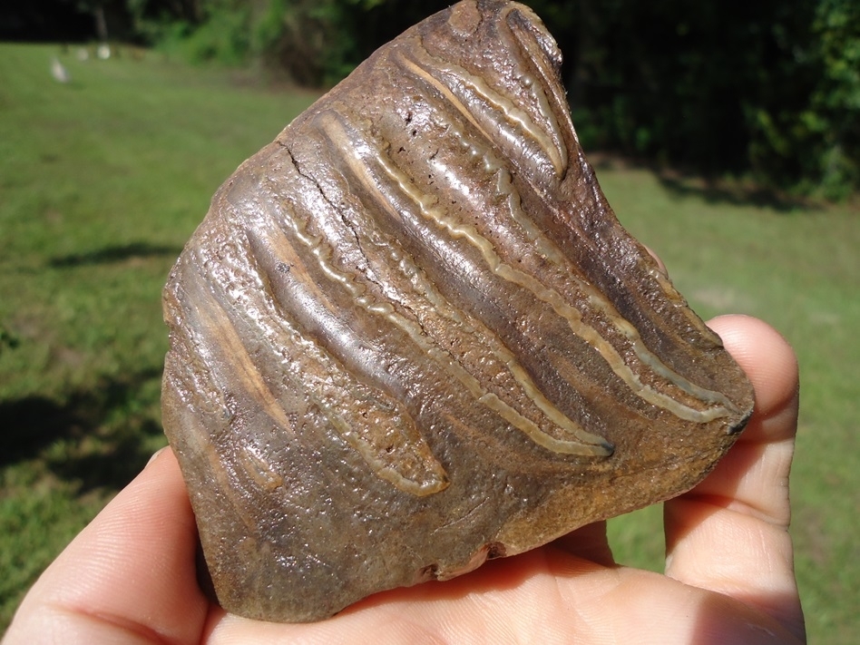 Large image 4 Gorgeous Mammoth Spit Tooth