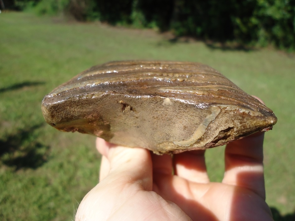 Large image 5 Gorgeous Mammoth Spit Tooth