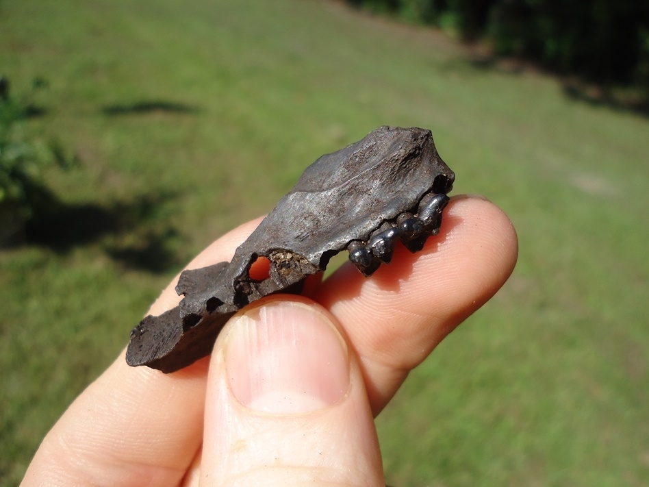 Large image 1 Section of Opossum Maxilla with Two Teeth