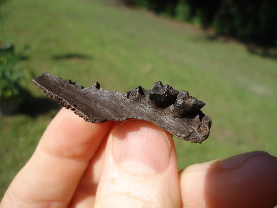 Large image 2 Section of Opossum Maxilla with Two Teeth