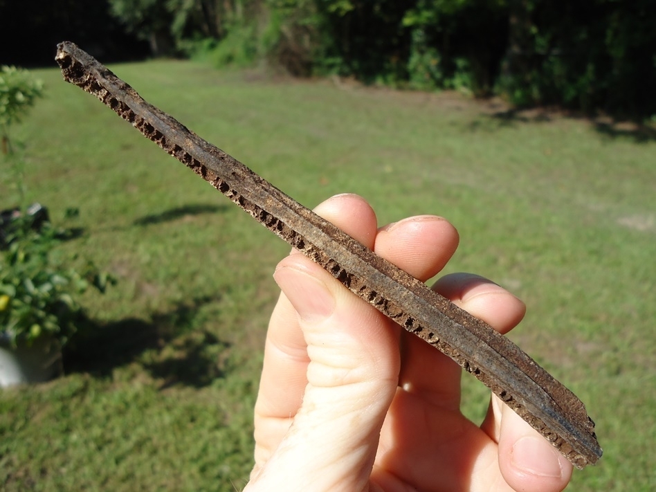 Large image 2 Uncommon Long Nose Gar Mandible