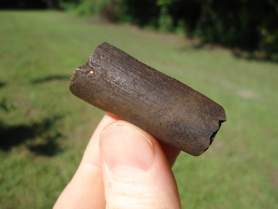 Large image 1 Section of Juvenile Mastodon Tusk