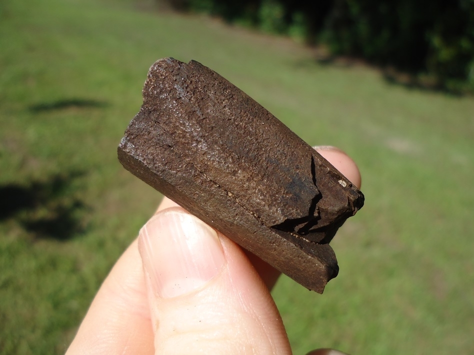 Large image 2 Section of Juvenile Mastodon Tusk