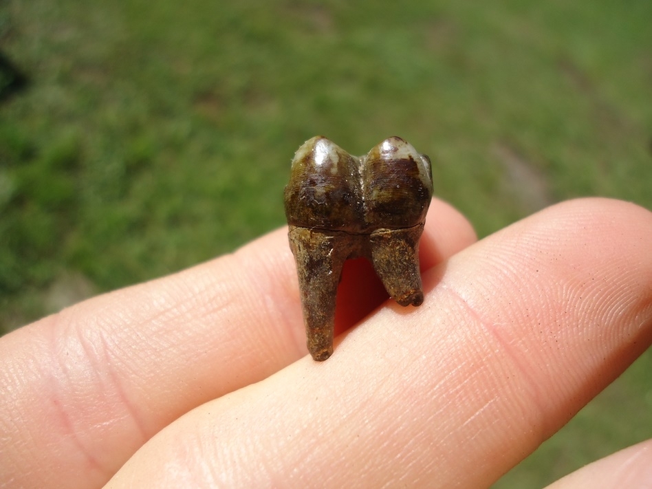 Large image 1 Colorful Rooted Peccary Molar