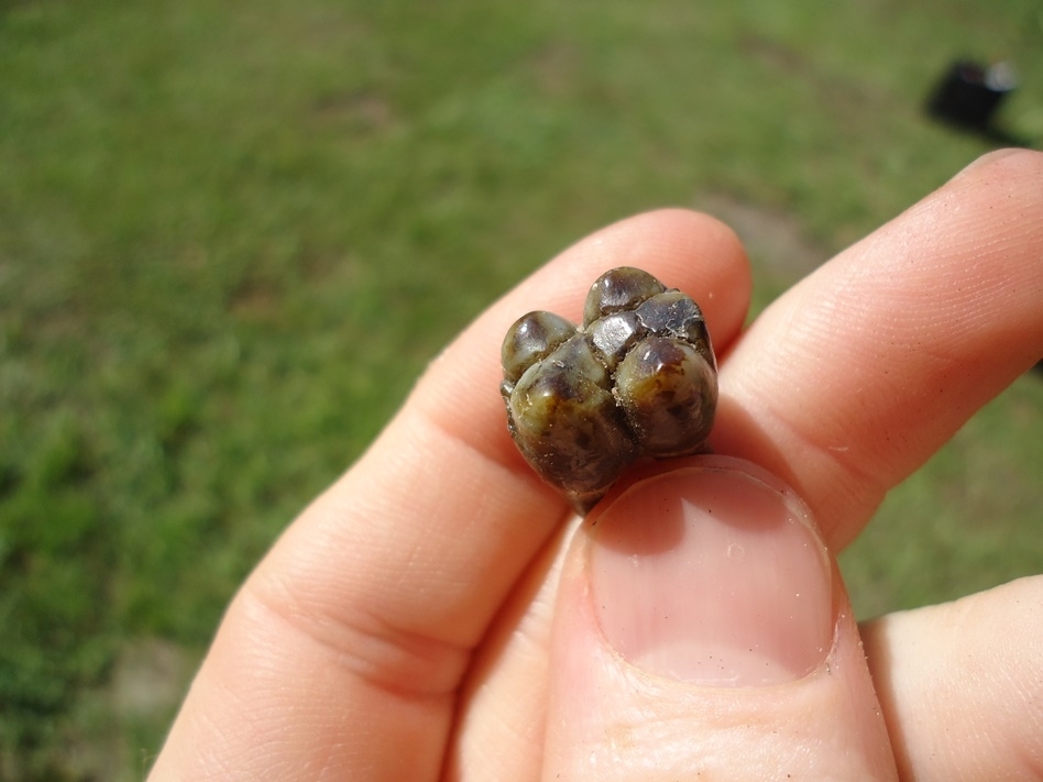 Large image 2 Colorful Rooted Peccary Molar