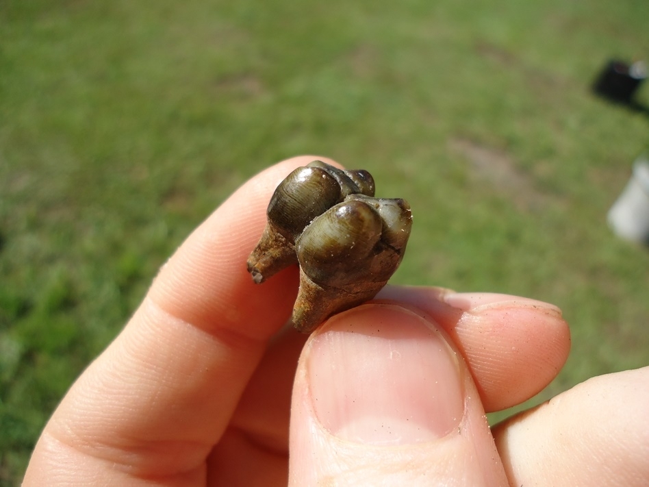 Large image 3 Colorful Rooted Peccary Molar