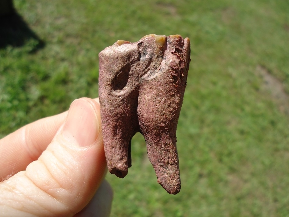 Large image 1 Unique Pink Algae Rooted Horse Tooth