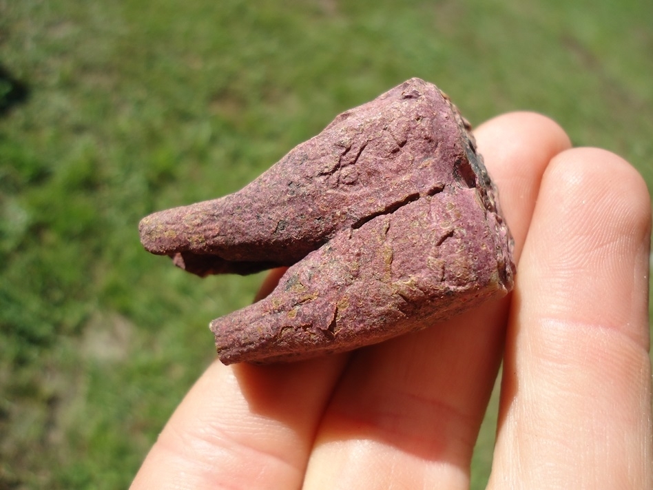 Large image 3 Unique Pink Algae Rooted Horse Tooth