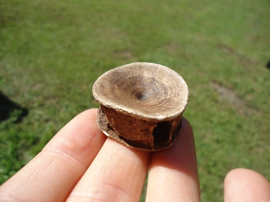 Large image 3 High Quality Shark Vertebra