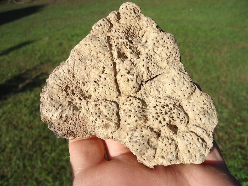 Large image 1 Very Rare Section of Fused Glyptodon Shell