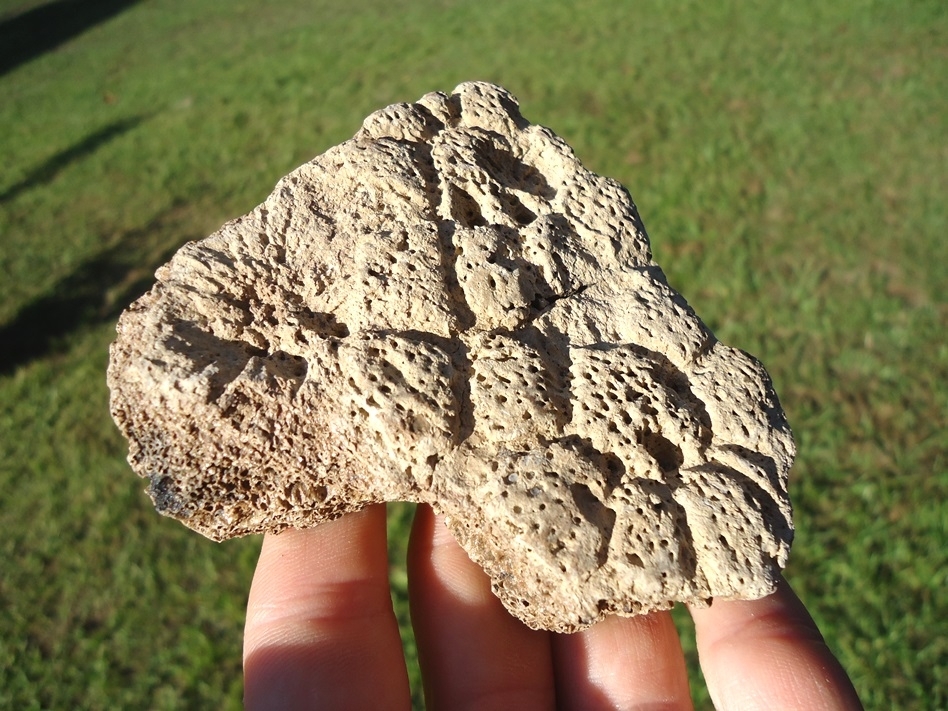 Large image 2 Very Rare Section of Fused Glyptodon Shell