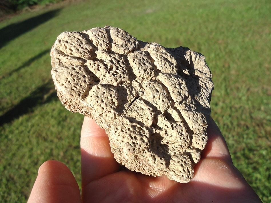 Large image 3 Very Rare Section of Fused Glyptodon Shell