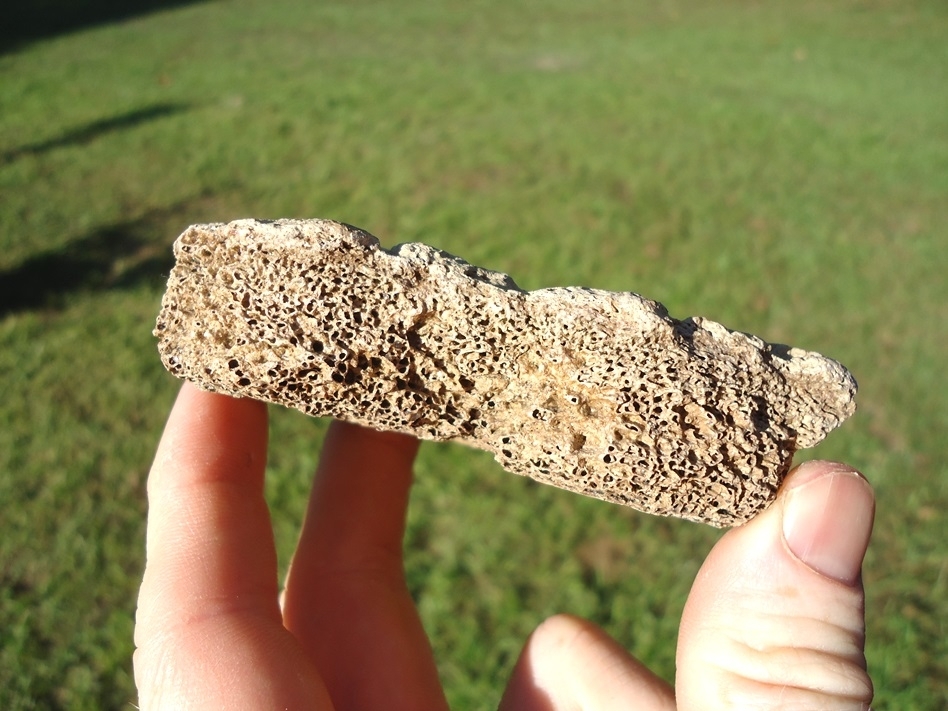 Large image 4 Very Rare Section of Fused Glyptodon Shell