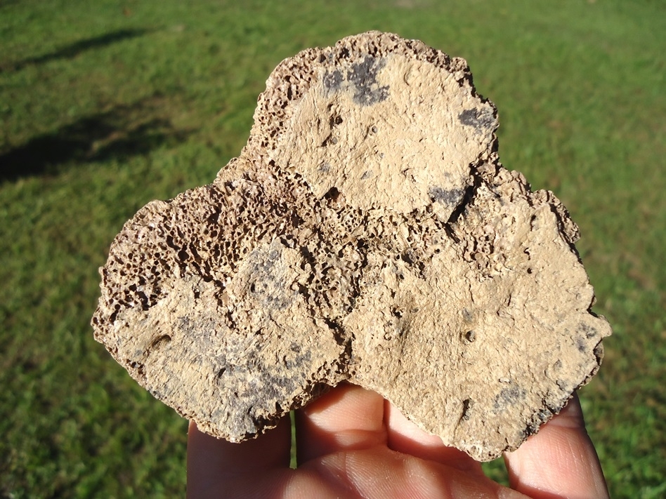 Large image 5 Very Rare Section of Fused Glyptodon Shell