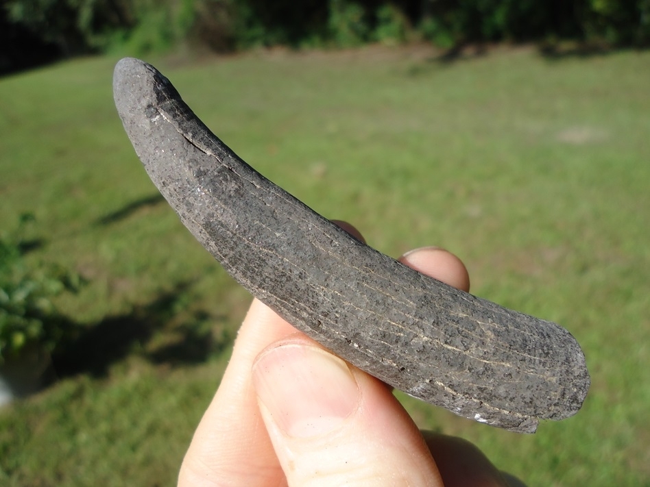 Large image 1 Quality Sperm Whale Tooth