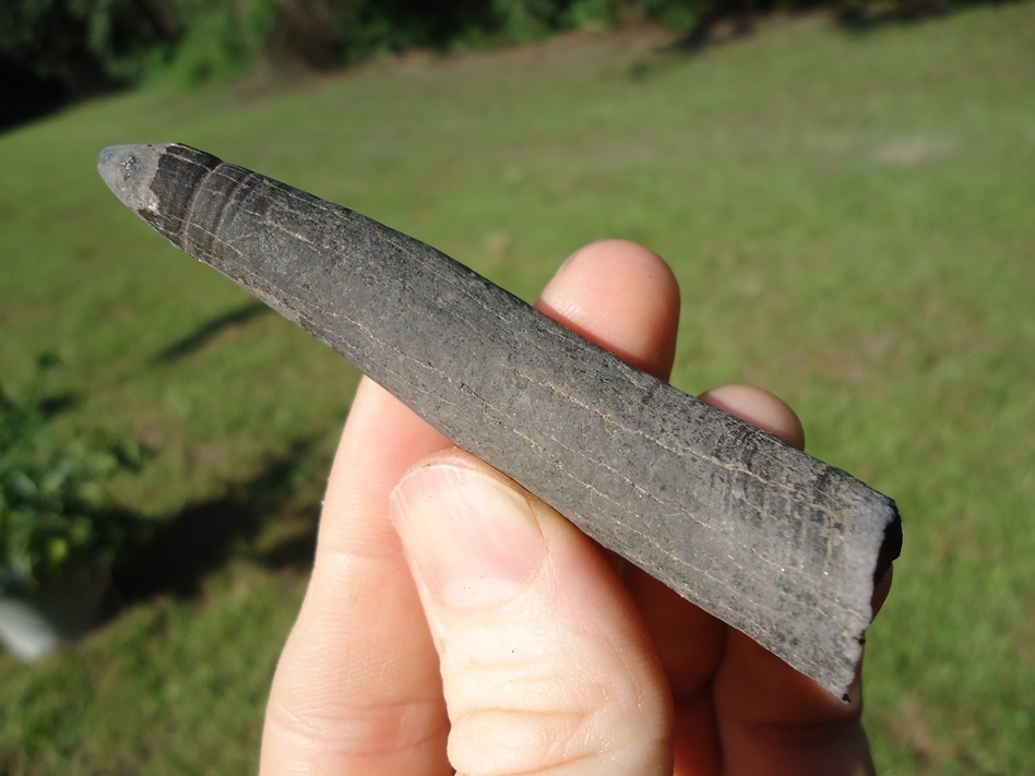 Large image 2 Quality Sperm Whale Tooth