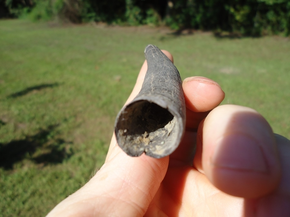 Large image 3 Quality Sperm Whale Tooth