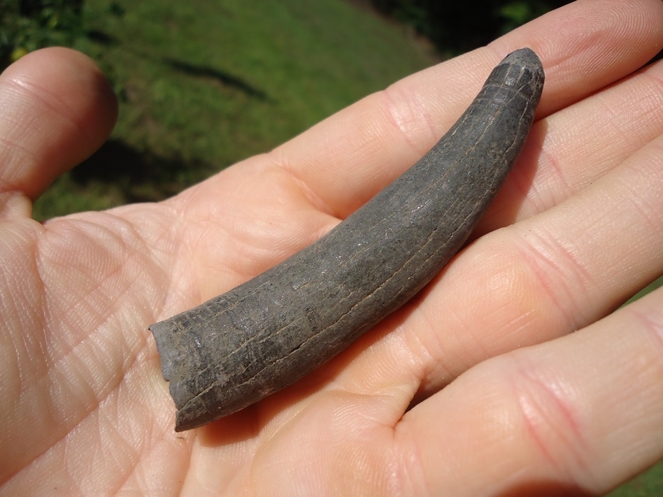 Large image 4 Quality Sperm Whale Tooth