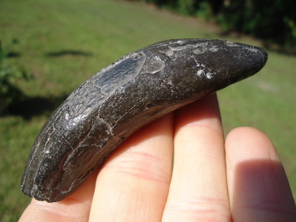 Large image 1 Quality Sperm Whale Tooth