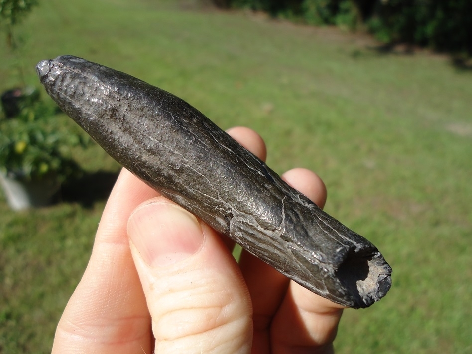 Large image 2 Quality Sperm Whale Tooth