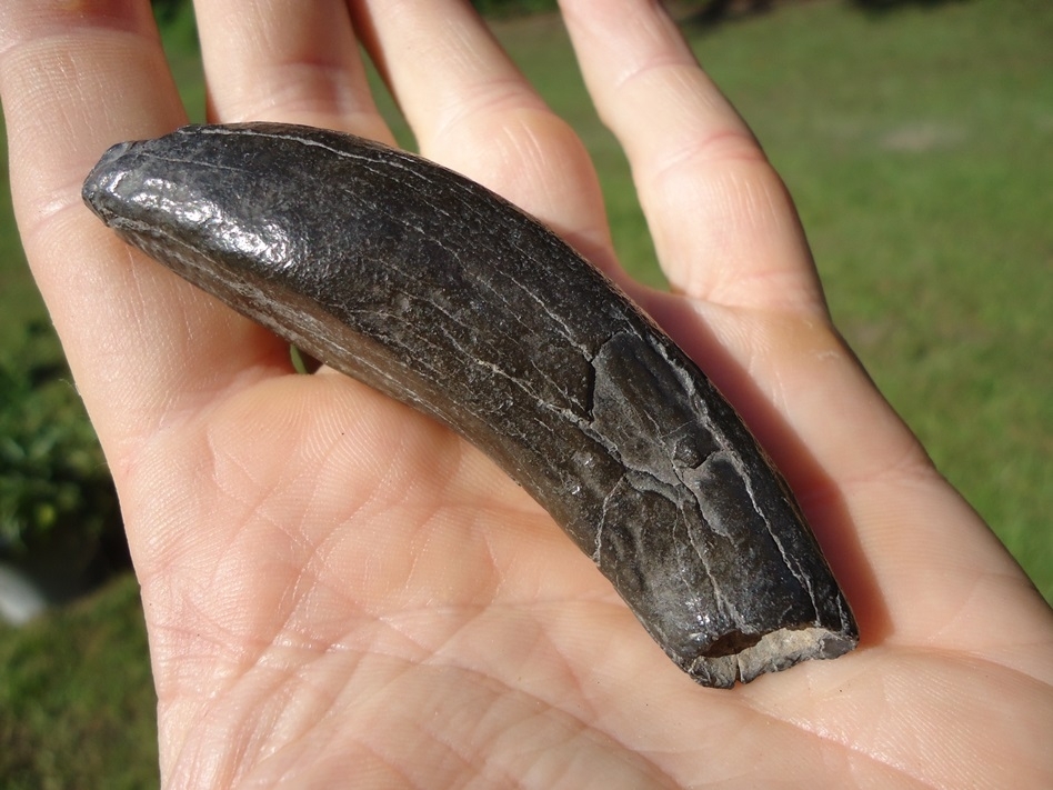 Large image 3 Quality Sperm Whale Tooth