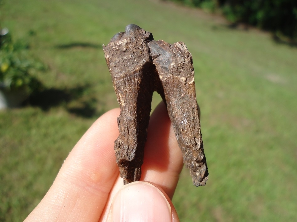 Large image 1 Unique Fully Rooted Senile Horse Tooth