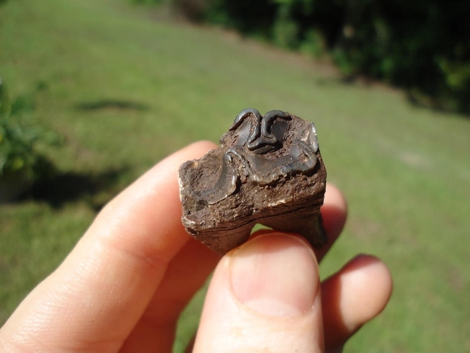 Large image 2 Unique Fully Rooted Senile Horse Tooth