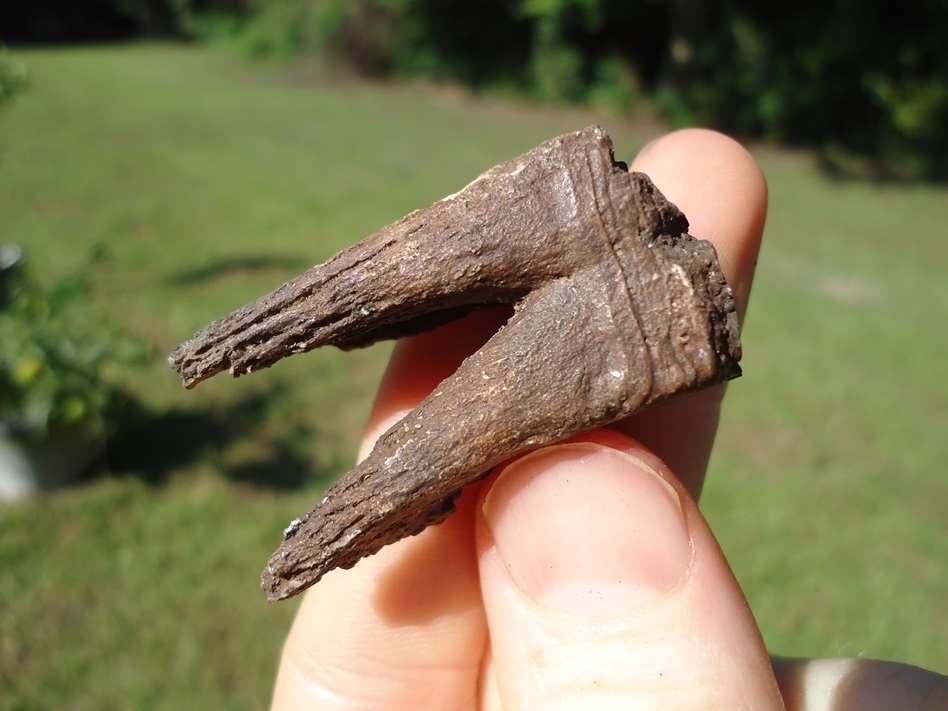 Large image 3 Unique Fully Rooted Senile Horse Tooth