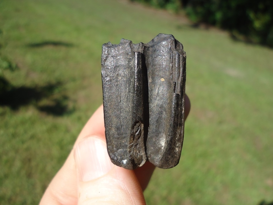 Large image 1 Quality Three-Toed Horse Tooth