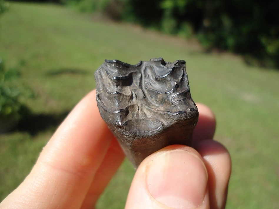 Large image 2 Quality Three-Toed Horse Tooth