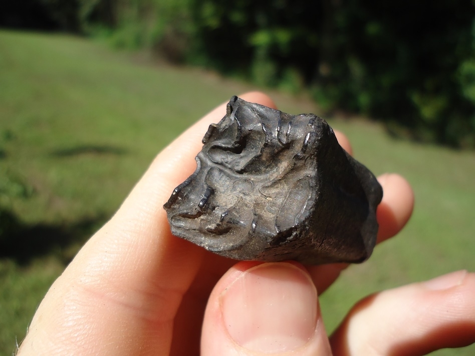 Large image 3 Quality Three-Toed Horse Tooth