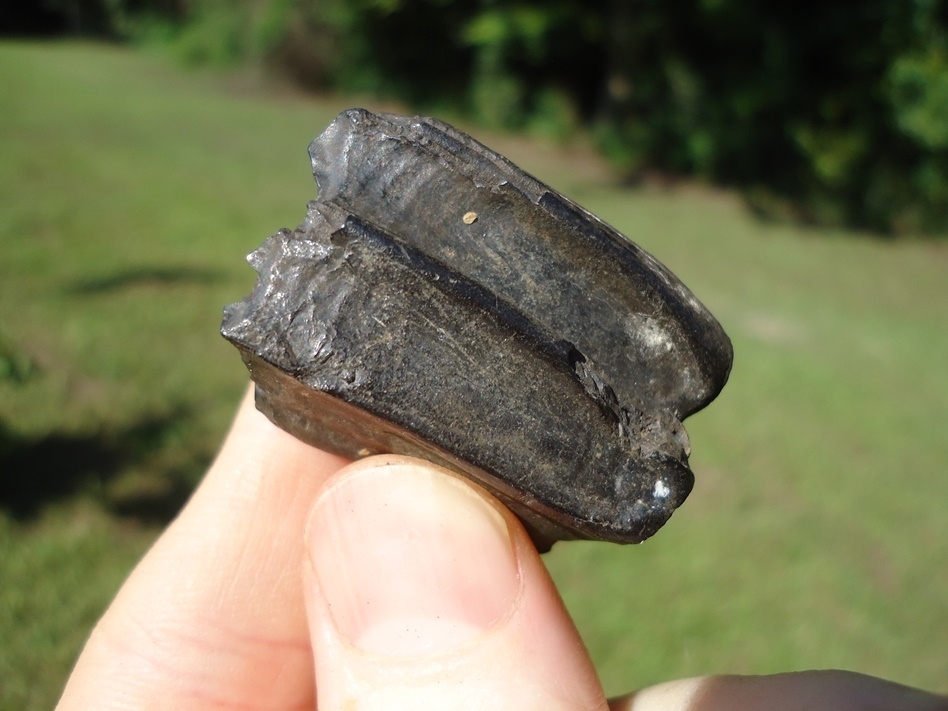 Large image 4 Quality Three-Toed Horse Tooth