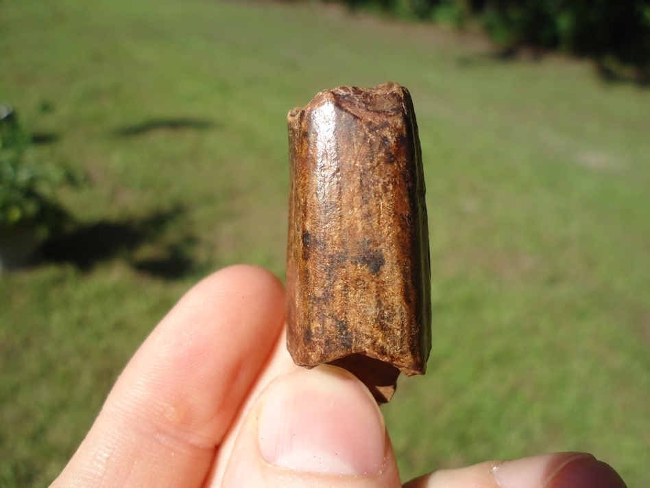 Large image 1 Beautiful Glossy Chocolate Sloth Tooth