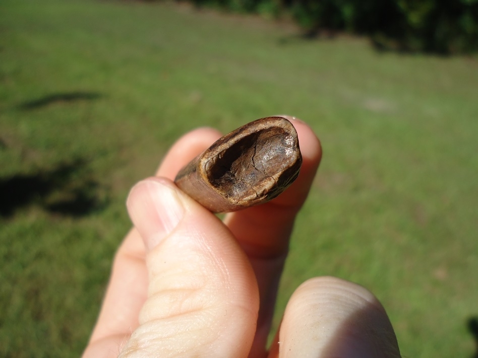 Large image 2 Beautiful Glossy Chocolate Sloth Tooth