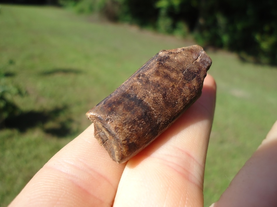 Large image 3 Beautiful Glossy Chocolate Sloth Tooth