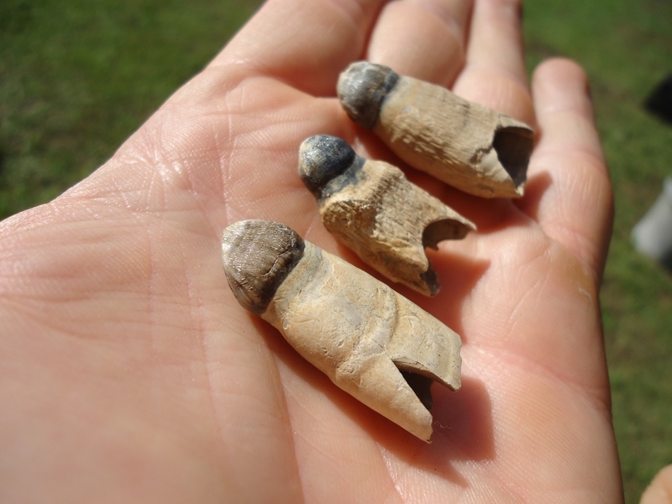 Large image 1 Three Associated Rooted Alligator Teeth