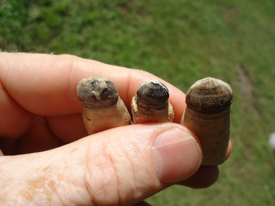 Large image 3 Three Associated Rooted Alligator Teeth