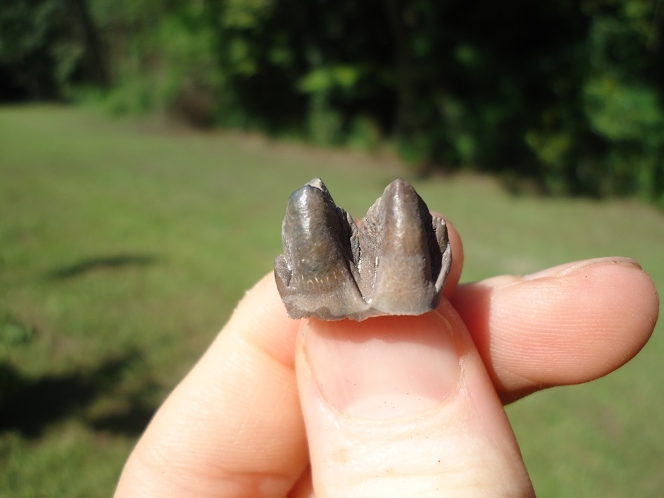 Large image 1 Highly Detailed Flat Headed Peccary Molar