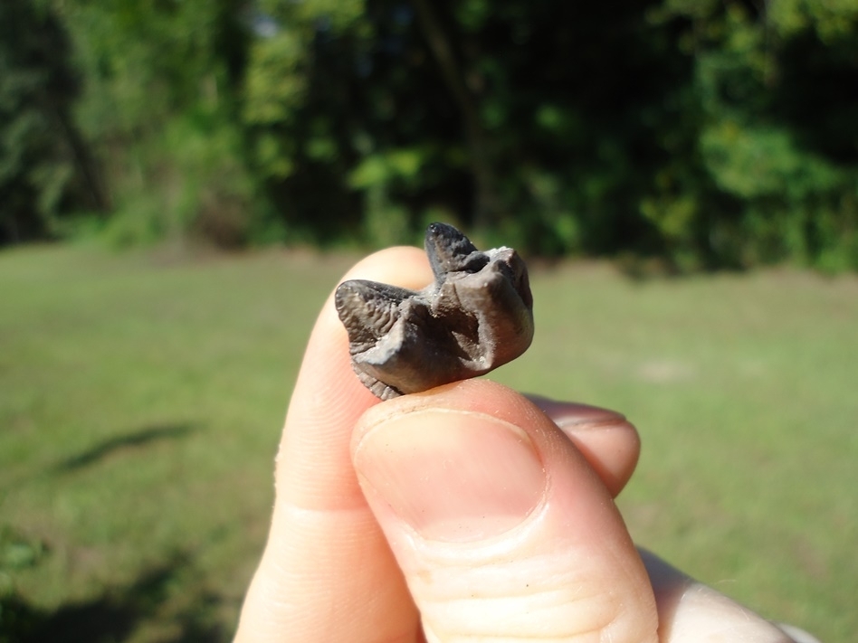 Large image 2 Highly Detailed Flat Headed Peccary Molar