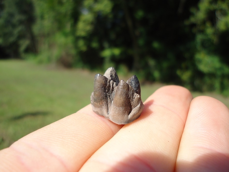 Large image 3 Highly Detailed Flat Headed Peccary Molar